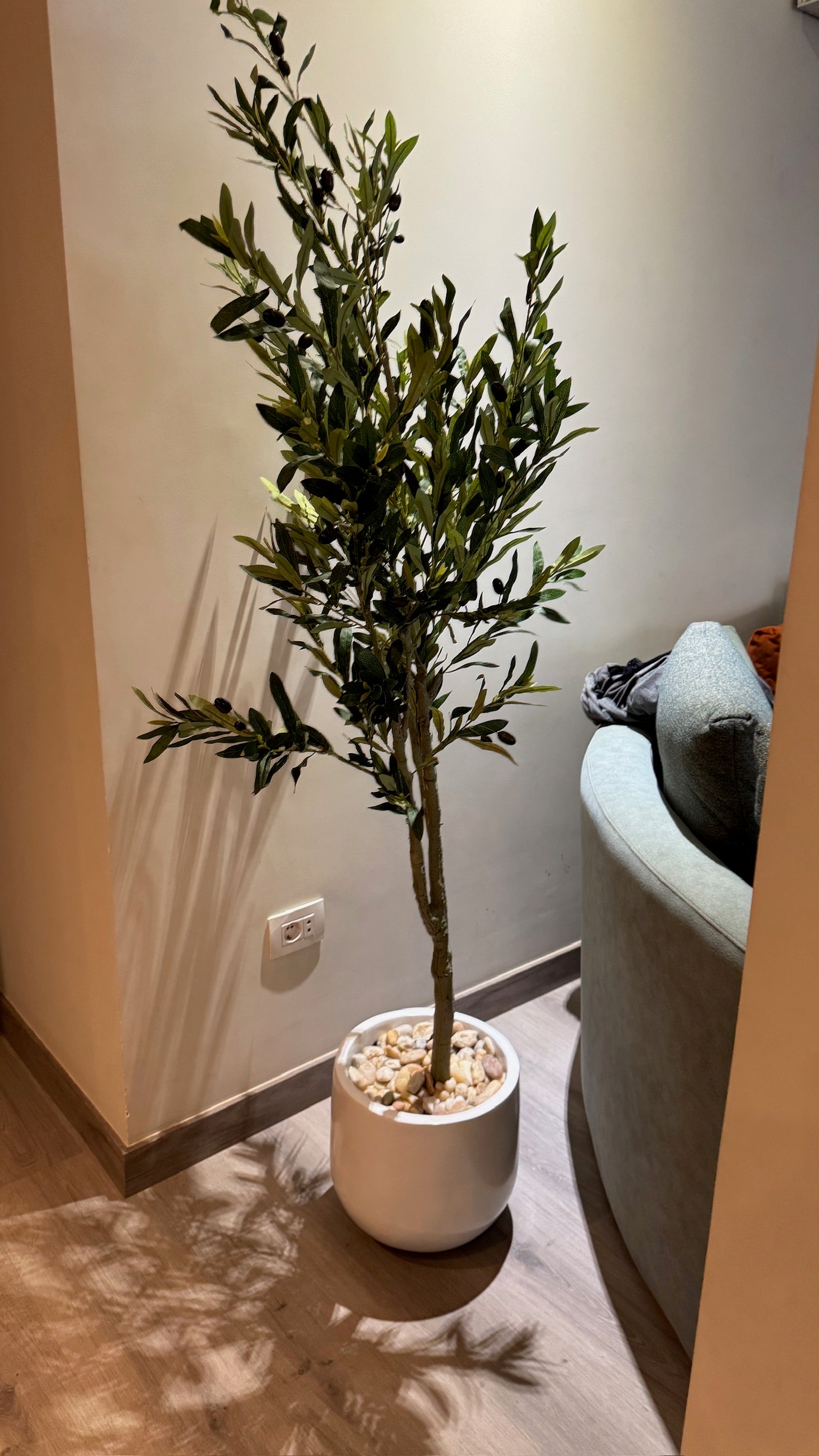 Timeless Olive Tree | 150 cm | Refined Beauty | Without pot