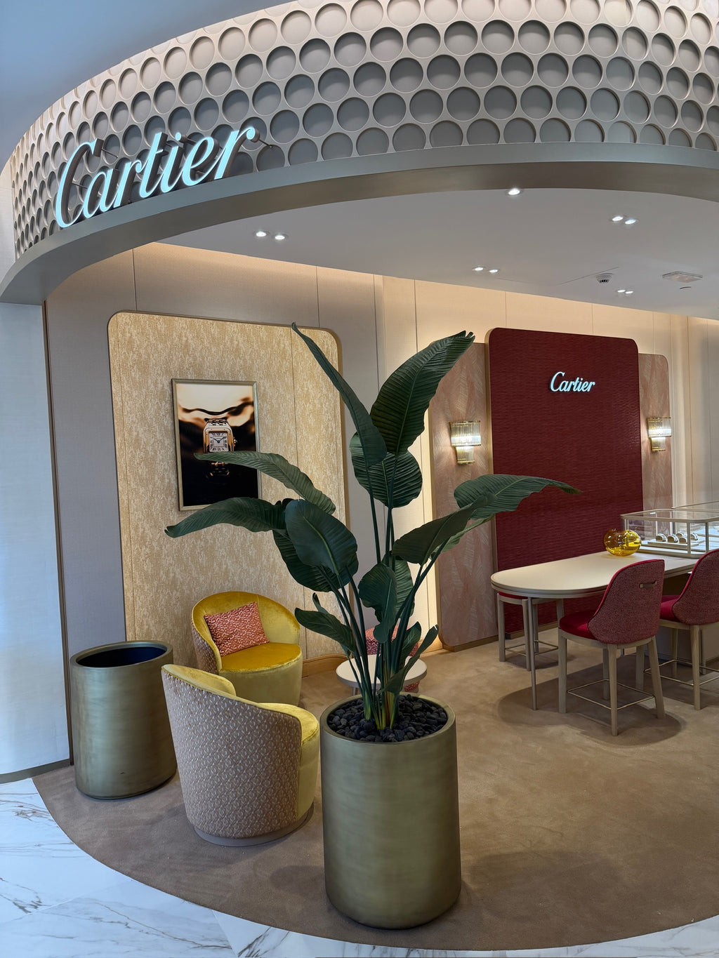 New Premium Banana Tree | Lush Greenery | Without pot