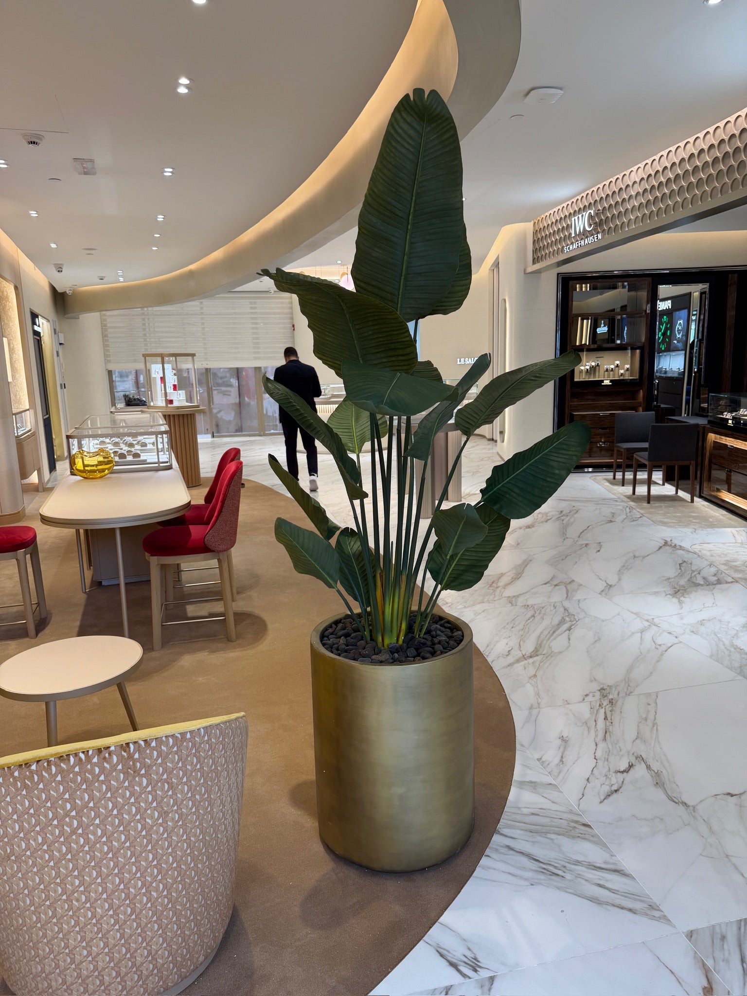 New Premium Banana Tree | Lush Greenery | Without pot