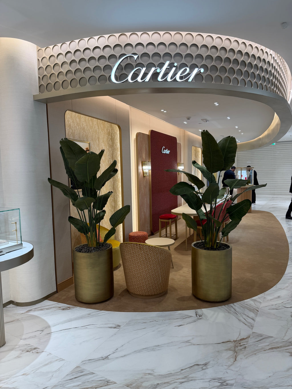 New Premium Banana Tree | Lush Greenery | Without pot