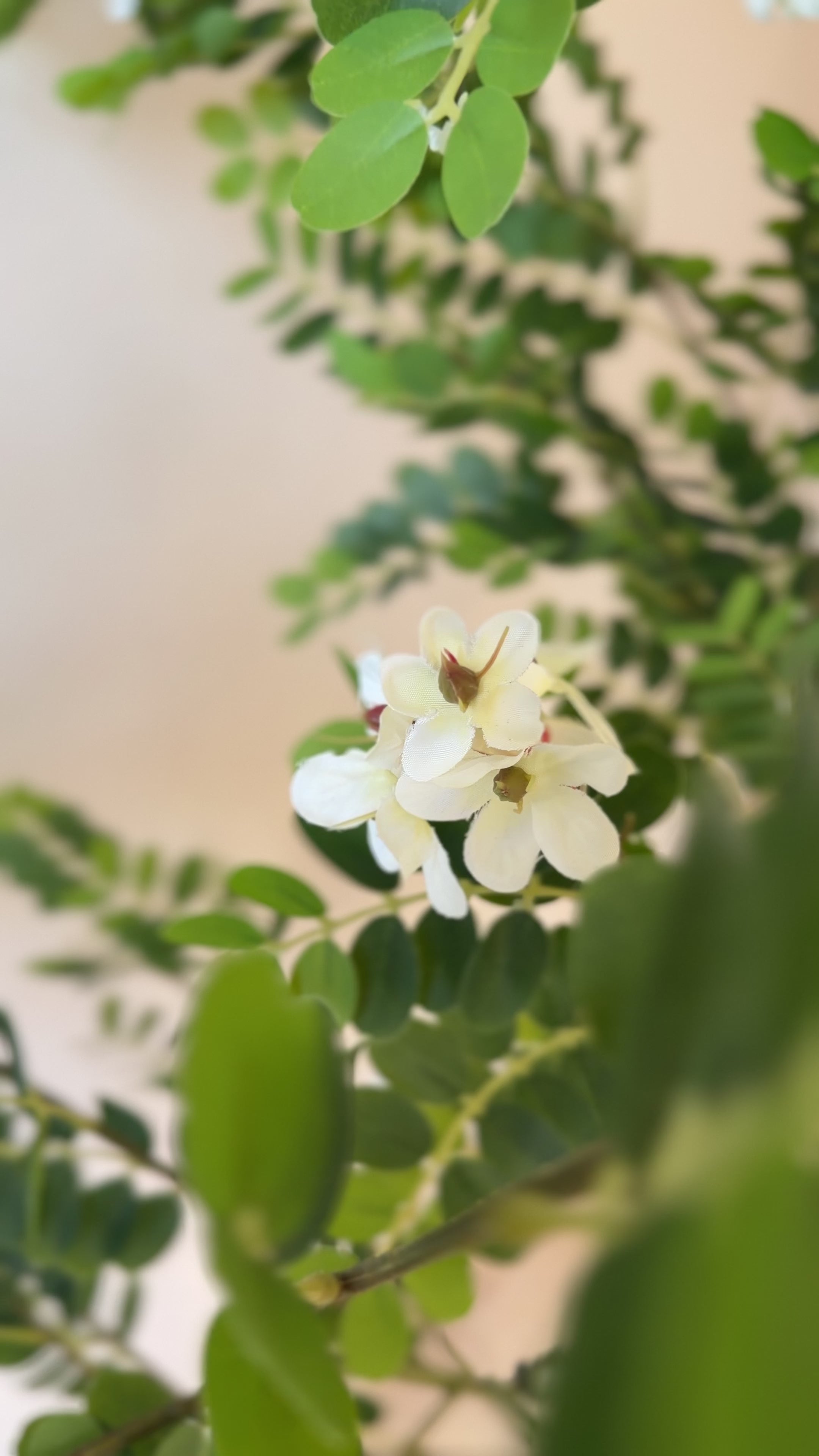 White Jasmine Tree  | 220 CM | Without pot