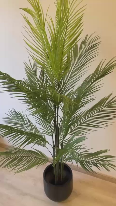 Areca Palm | 180 cm | Tropical Splendor | Without pot