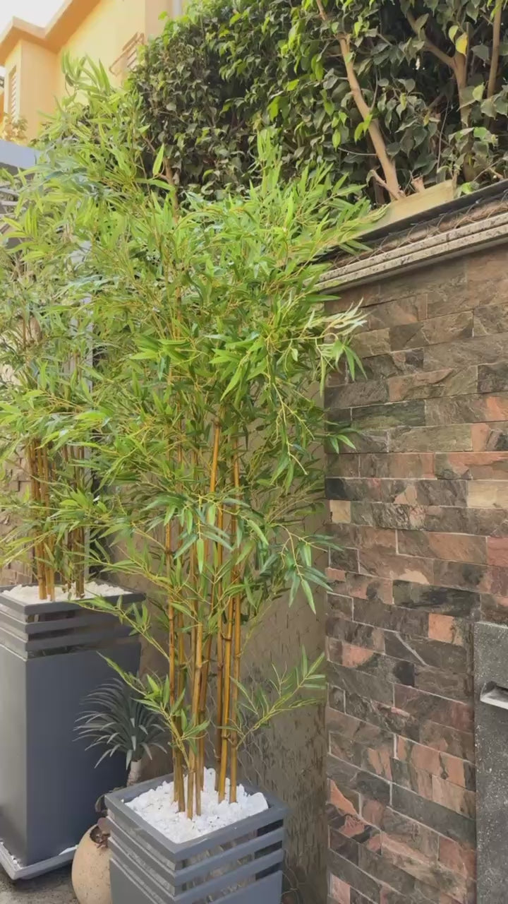 Lush Bamboo | 240 cm | Towering Elegance | Without pot