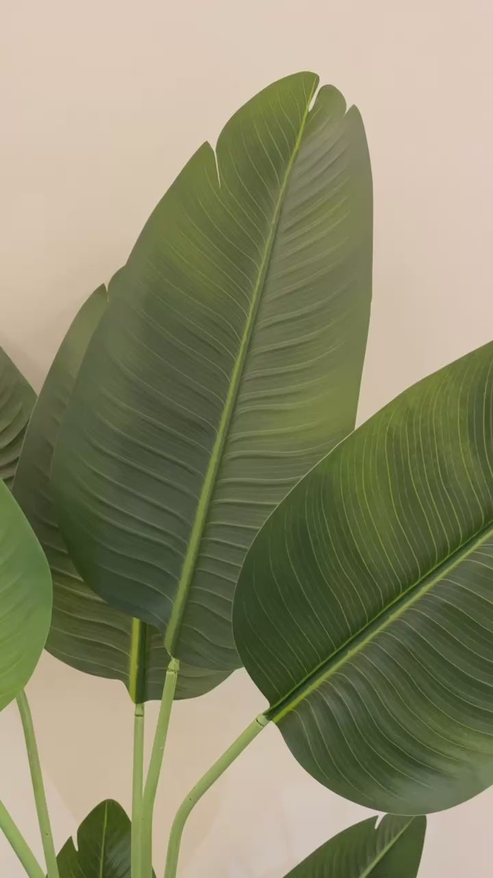 Exquisite Banana Tree | 170 cm | Lush Greenery | Without pot