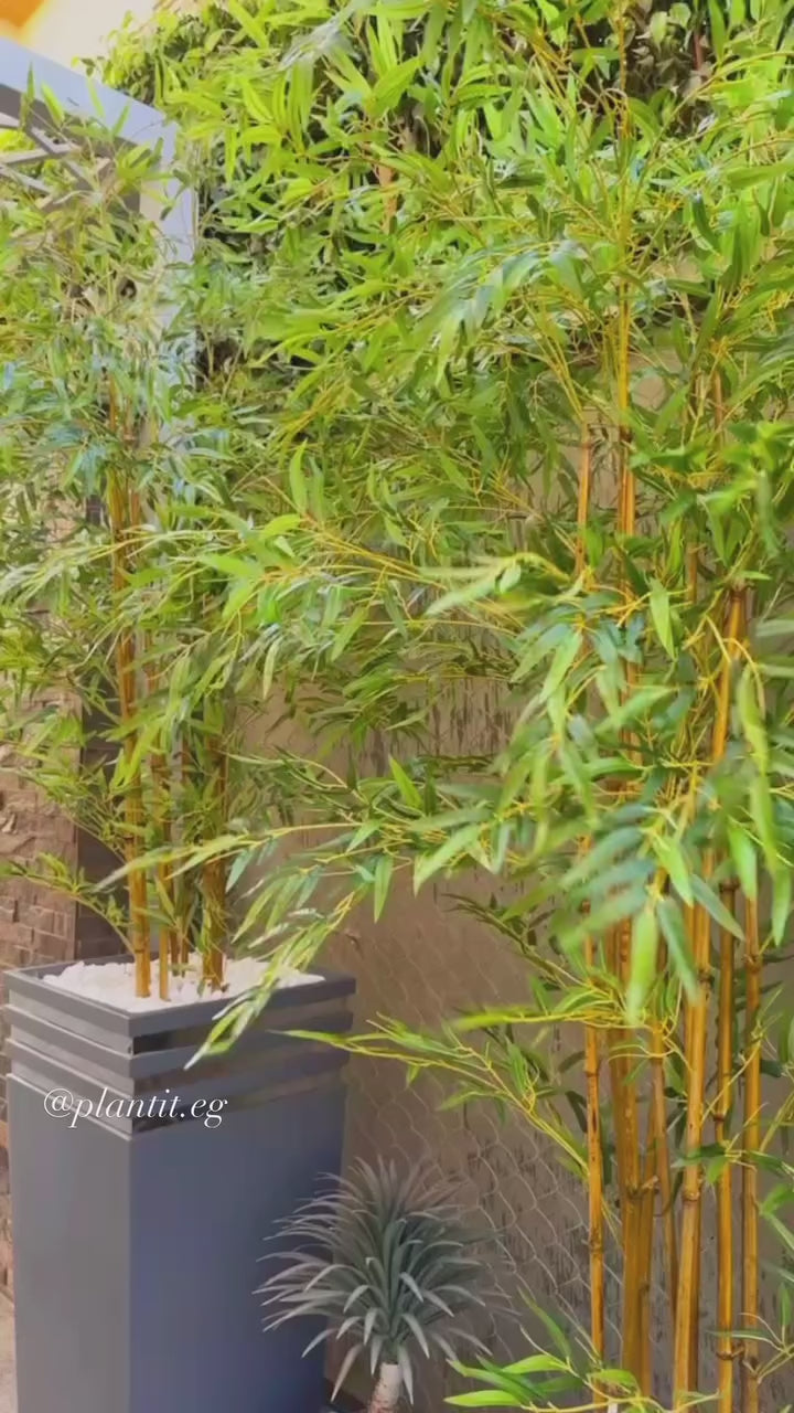 Lush Bamboo | 200 cm | Towering Elegance | Without pot