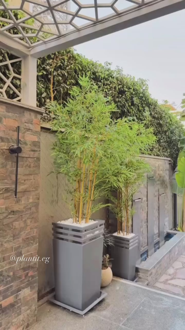 Lush Bamboo | 200 cm | Towering Elegance | Without pot