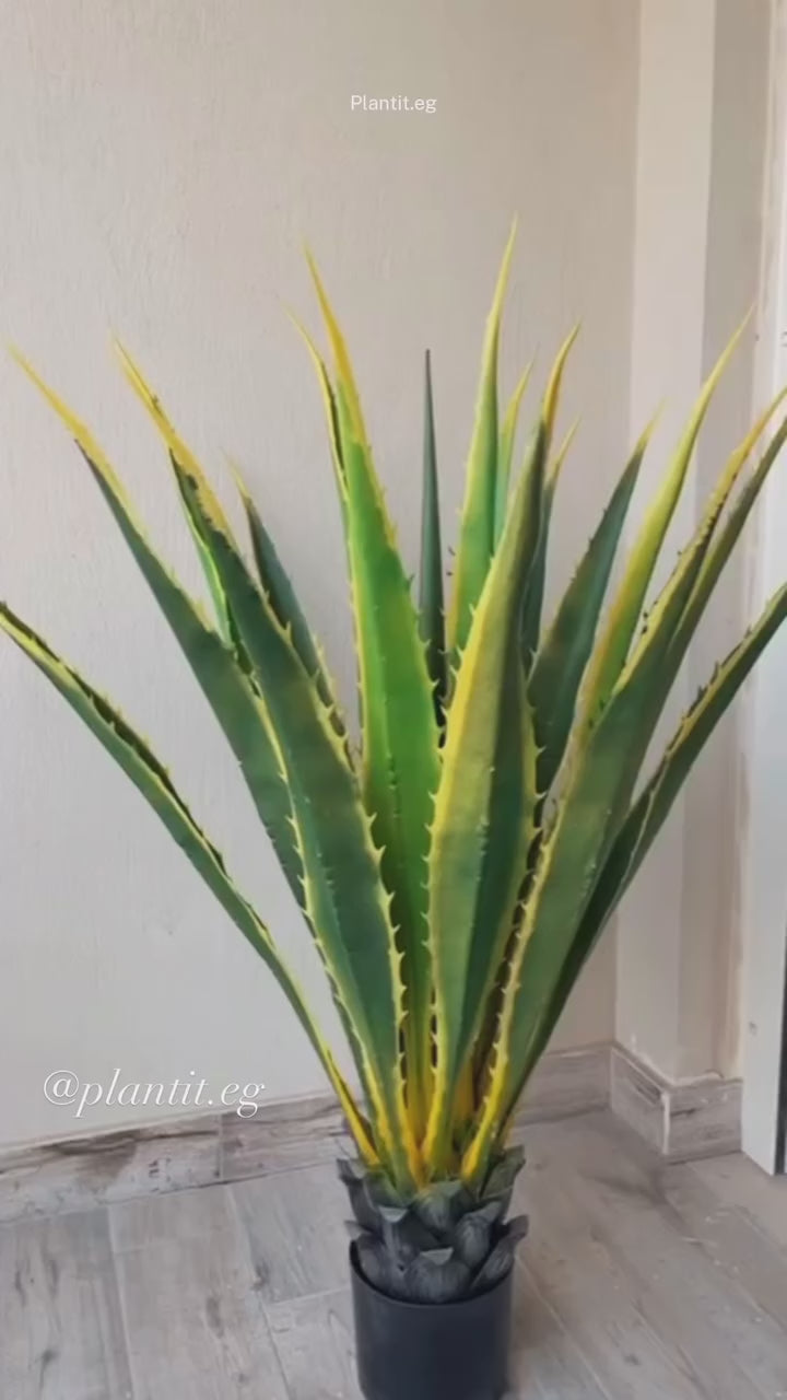 Unique Cactus | Pineapple Shape | Distinctive Design | Without pot