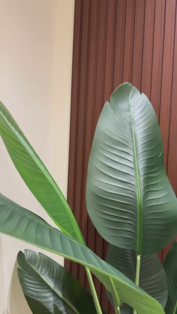 Exquisite Banana Tree | 170 cm | Lush Greenery | Without pot