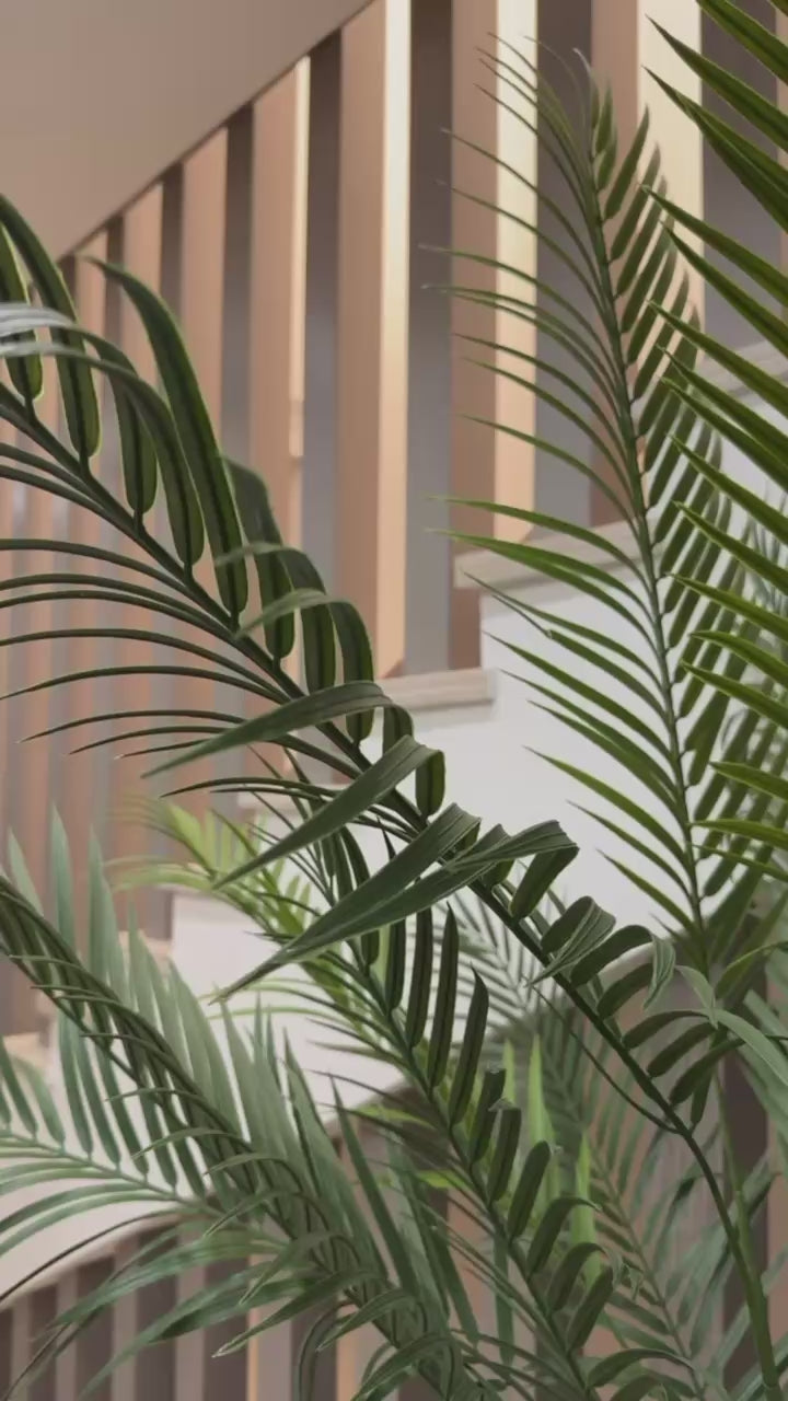 Charming Chamdoria | 200 cm | Includes Custom Pot