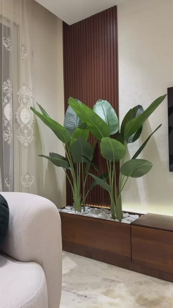 Exquisite Banana Tree | 170 cm | Lush Greenery | Without pot