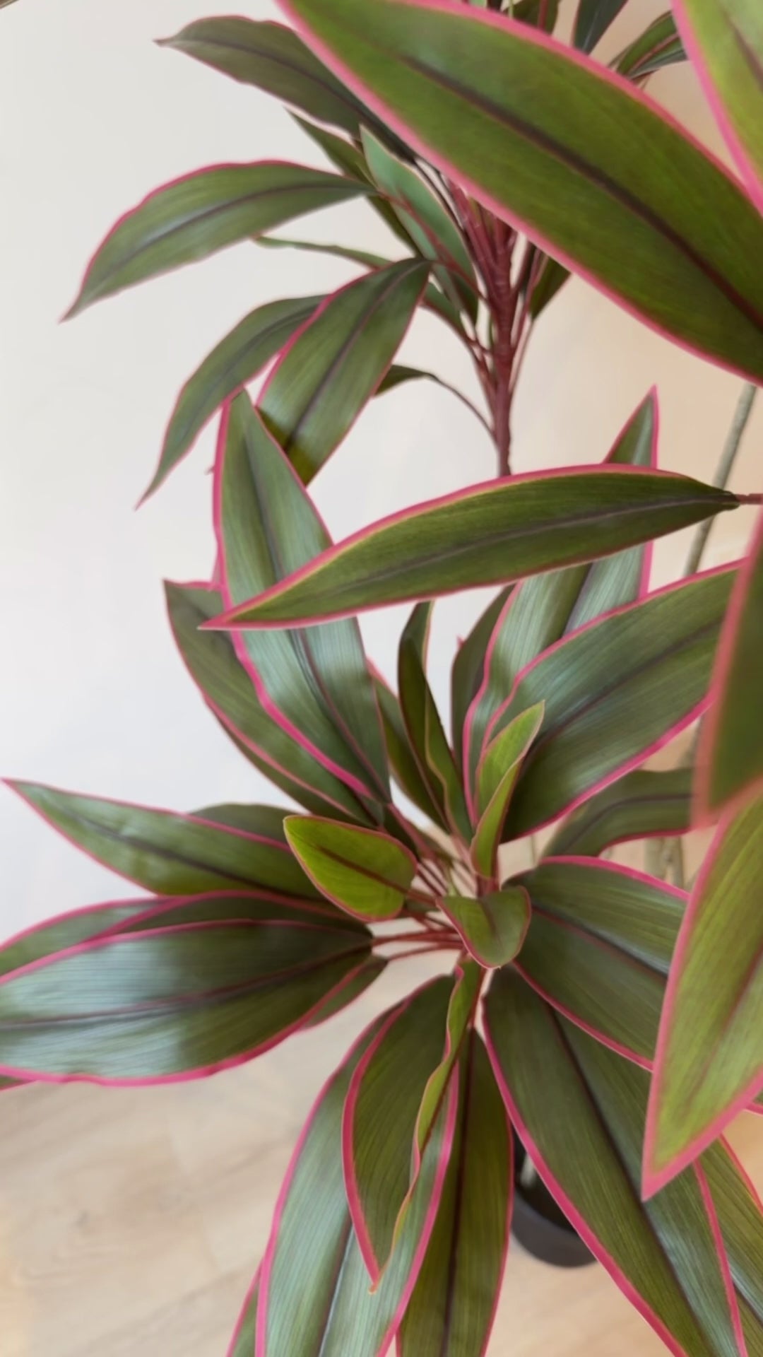Red Dracaena | 170 cm | Lush Foliage | Without pot