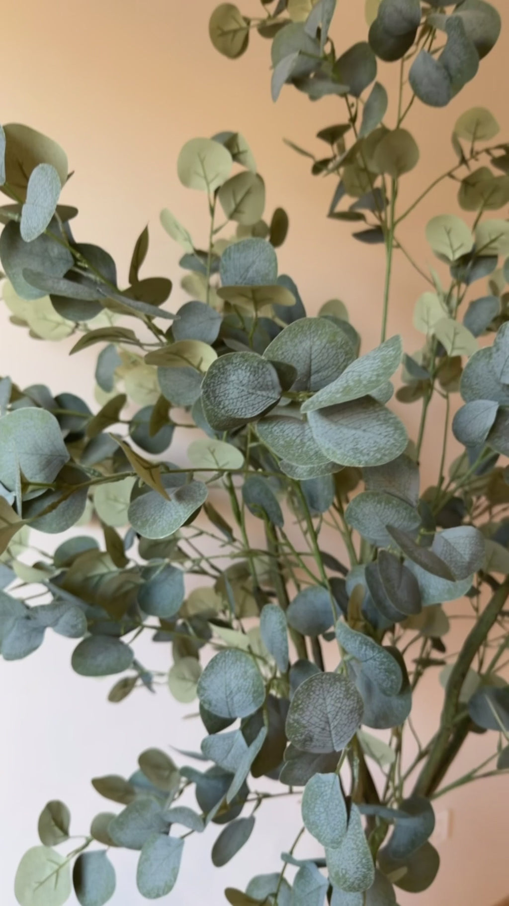 Eucalyptus | 210 cm | Refreshing Green | Without pot