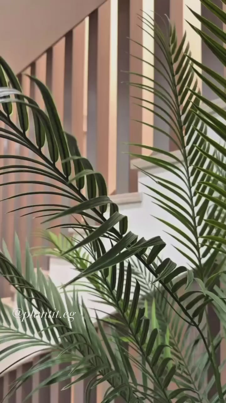 Charming Chamdoria | 200 cm | Includes Custom Pot