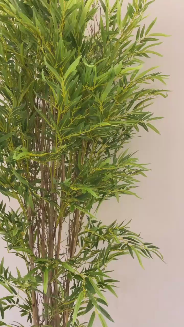 Lush Bamboo | 240 cm | Towering Elegance | Without pot