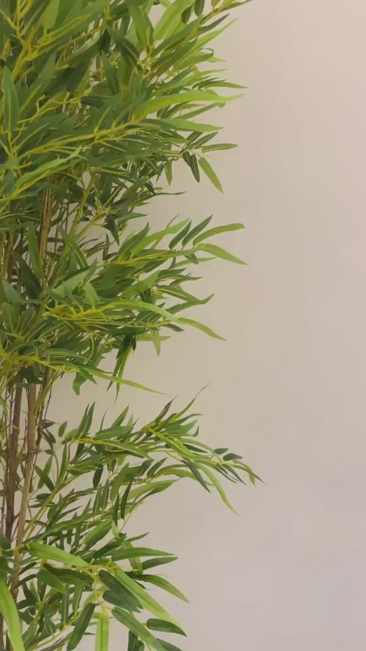 Lush Bamboo | 200 cm | Towering Elegance | Without pot