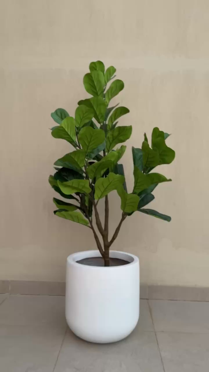 Fiddle Fig | 150 cm | Lush Foliage | Without pot