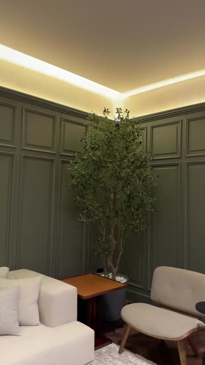 Majestic Olive Tree | 250 cm | Grandeur Unmatched | Without pot