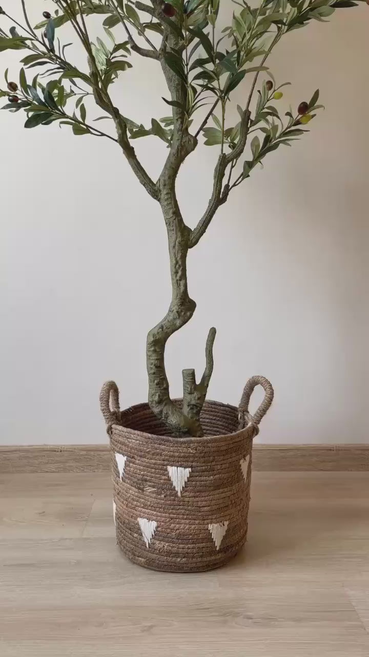 Premium Olive Tree | 200 cm | Thicker and Luxuriant | Without pot