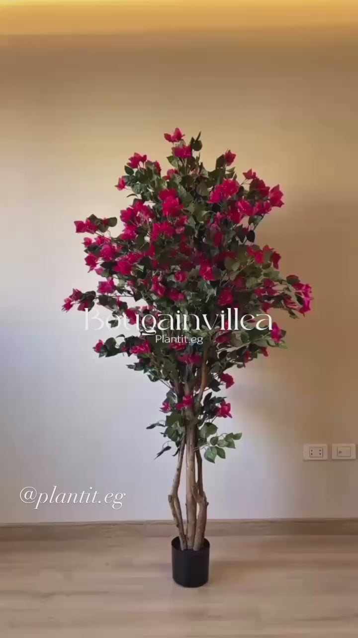Bougainvillea | 2 M | Without pot