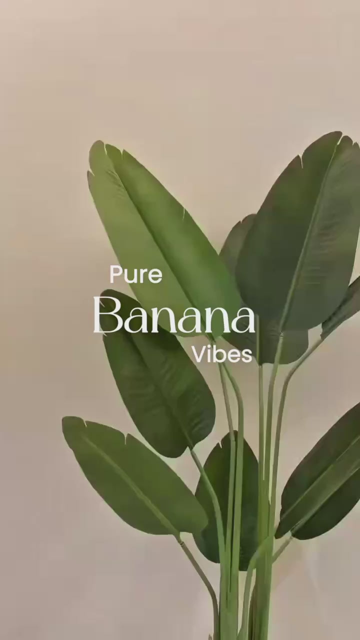 Exquisite Banana Tree | 200 cm | Lush Greenery | Without pot