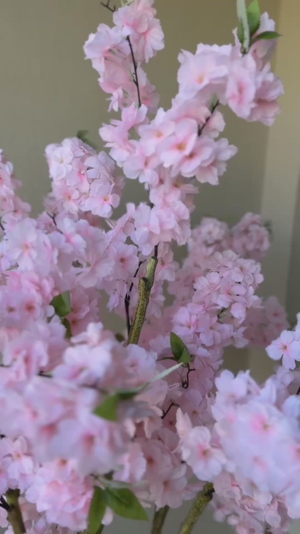 Cherry Blossom | 180 CM | Without pot