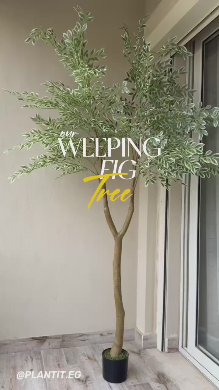 Weeping Tree | 210 cm | Verdant Green | Without pot