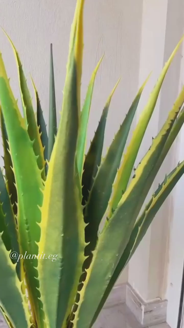 Unique Cactus | Pineapple Shape | Distinctive Design | Without pot