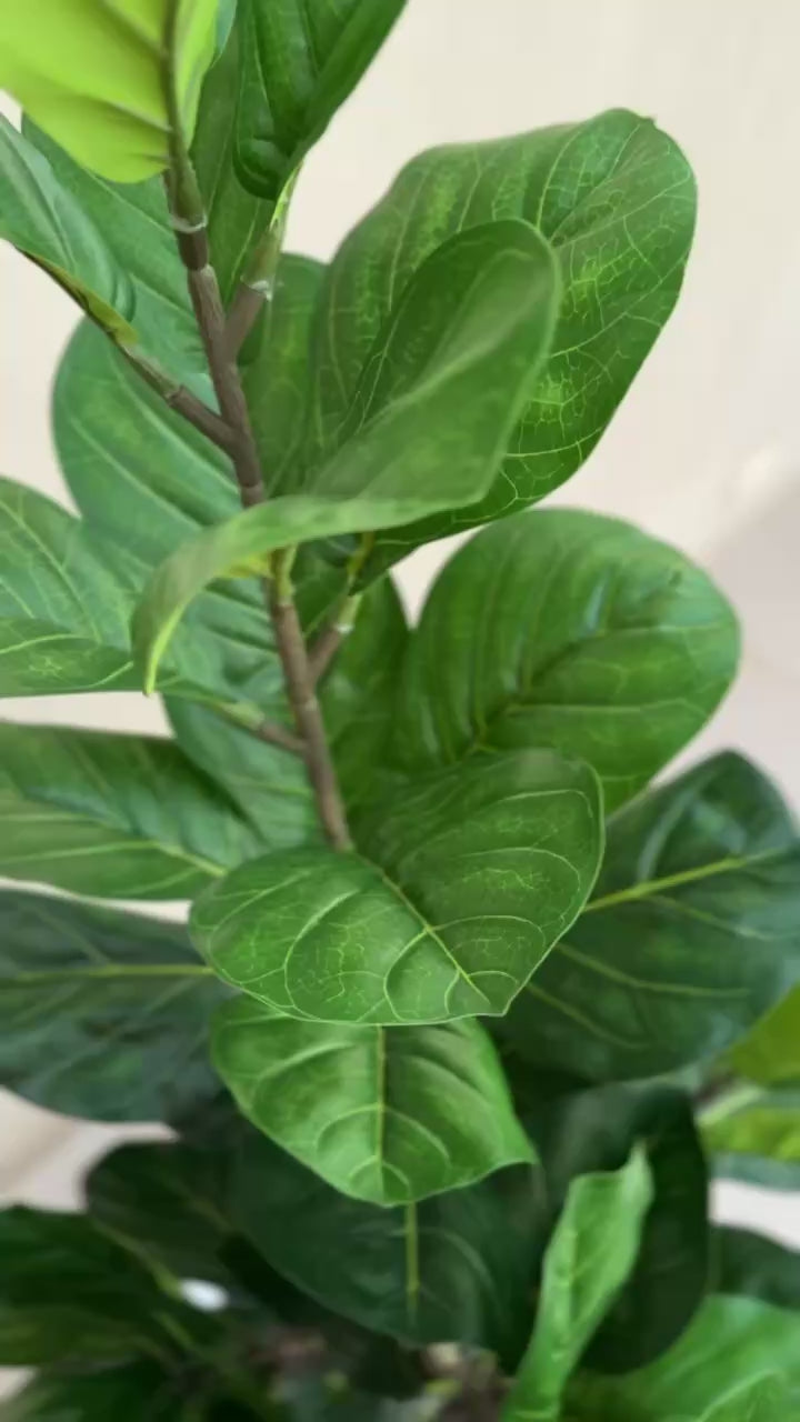 Fiddle Fig | 150 cm | Lush Foliage | Without pot