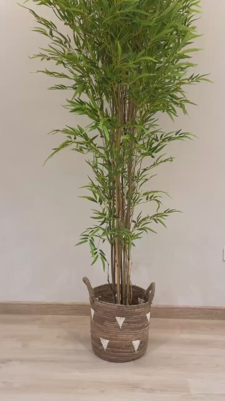 Lush Bamboo | 200 cm | Towering Elegance | Without pot